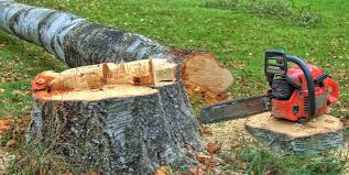 Reliable Bristol, IN Tree Removal Solutions